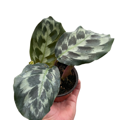 Calathea 'Kennedy'