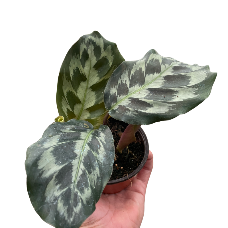 Calathea &