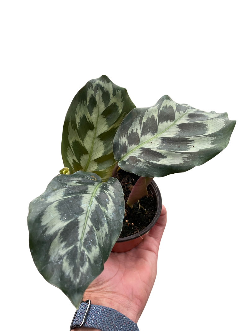 Calathea &