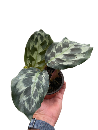 Calathea 'Kennedy'