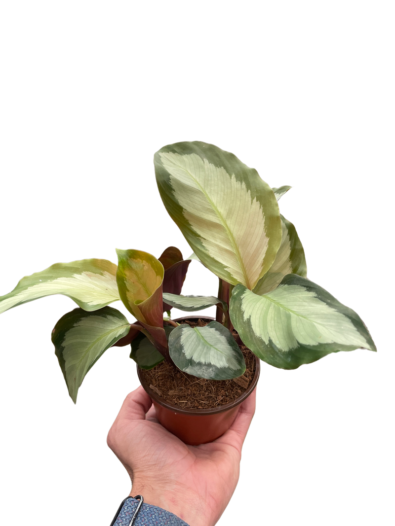 Calathea &