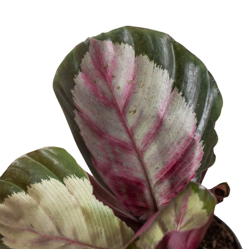 Calathea roseopicta &