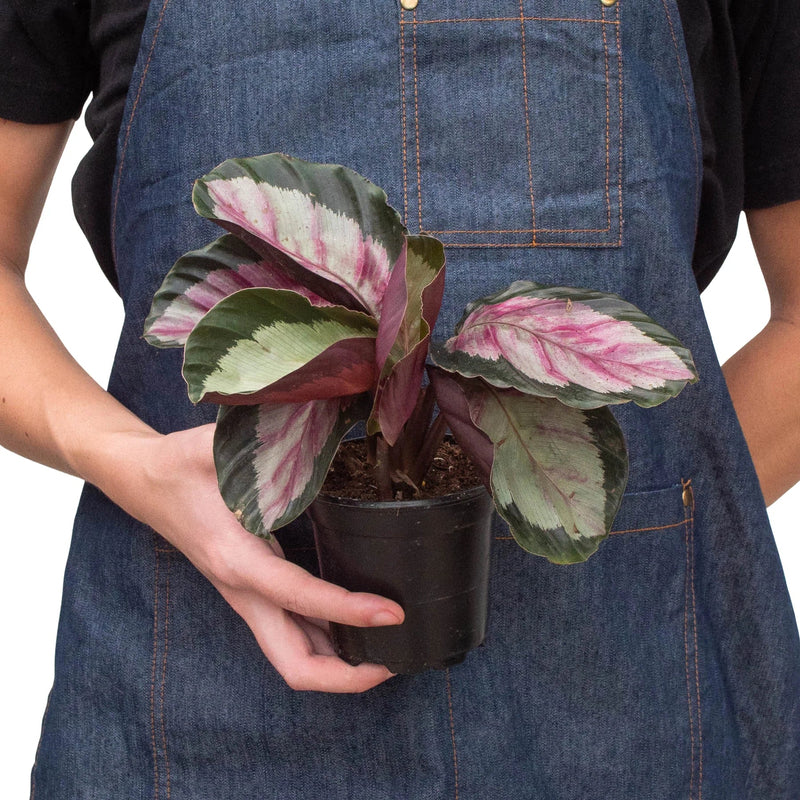 Calathea roseopicta &