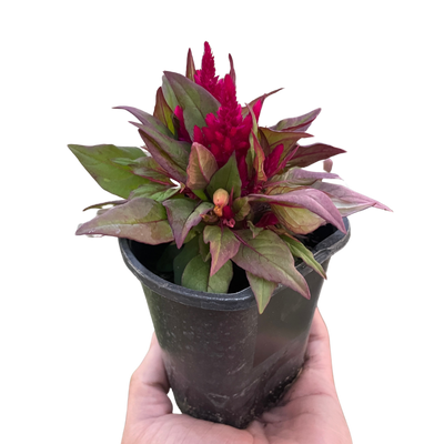 Celosia