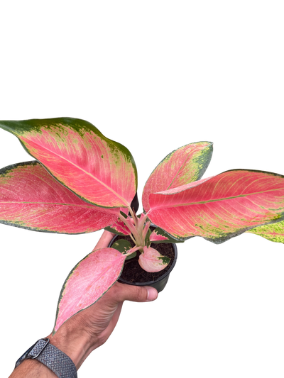 Chinese Evergreen 'Pink Pearl'