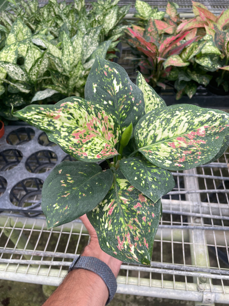 Chinese Evergreen &