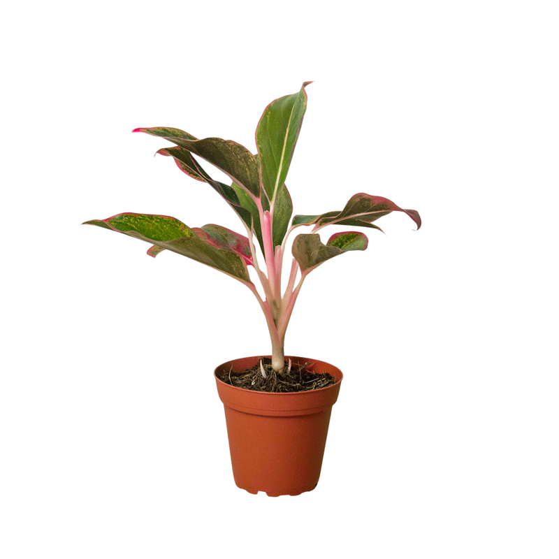 Chinese Evergreen &