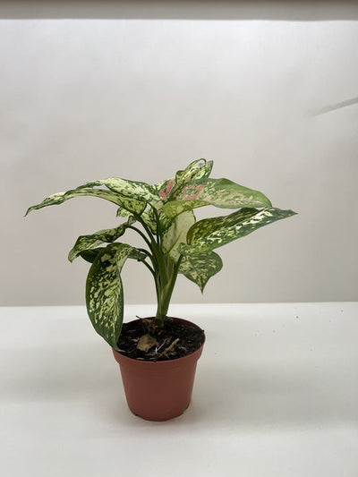 Chinese Evergreen 'Wishes'