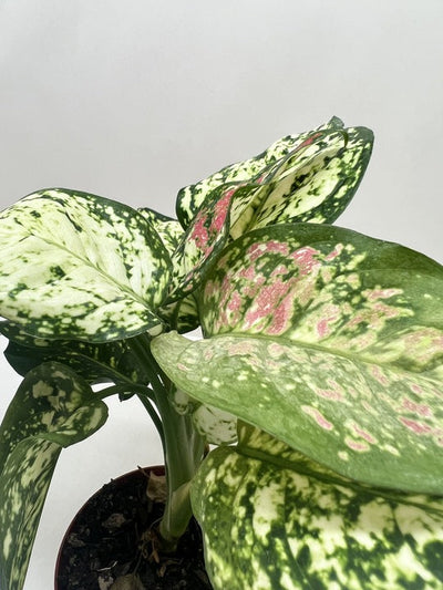 Chinese Evergreen 'Wishes'