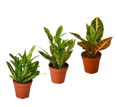 3 Croton Variety Pack / 4" Pot / Live Plant / House Plant