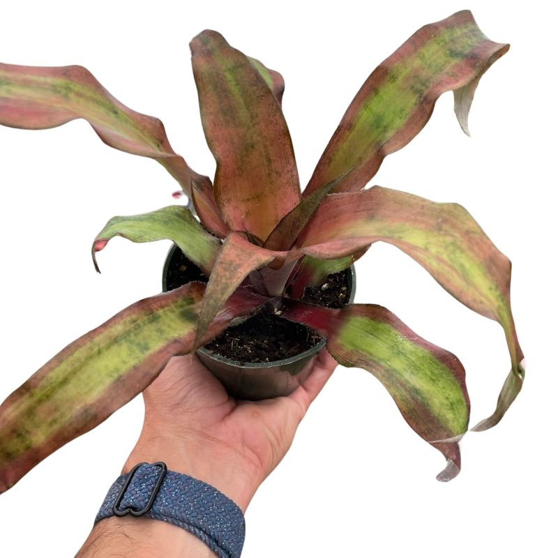 Cryptanthus &