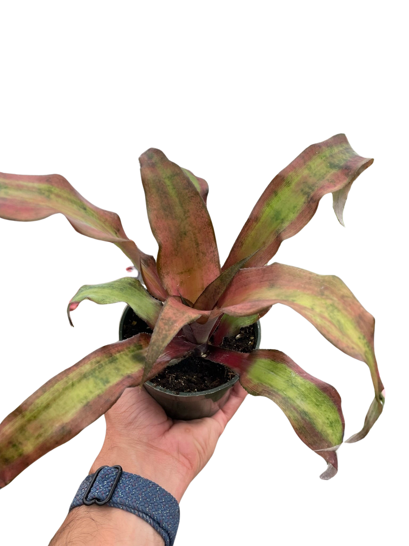 Cryptanthus &