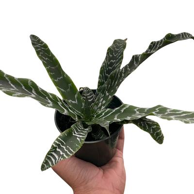 Cryptanthus 'Betty'