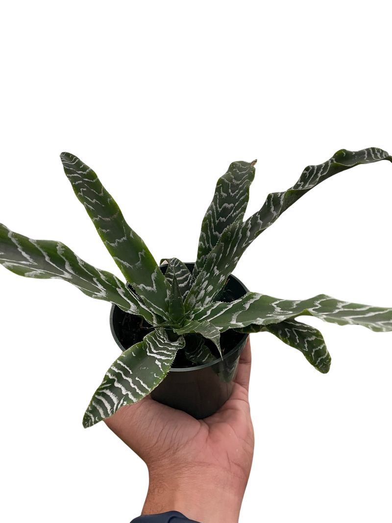 Cryptanthus &