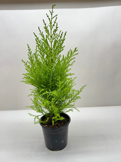 Cypress Lemon-American Plant Supply