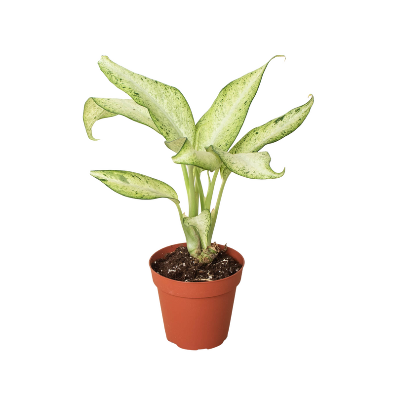 Dieffenbachia &