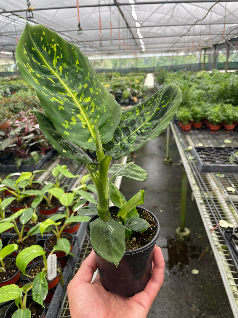 Dieffenbachia &