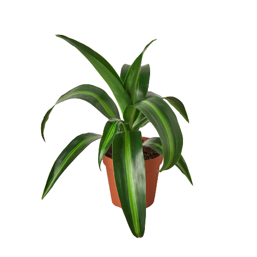 Dracaena &