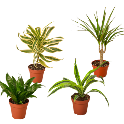 4 Different Dracaenas Variety Pack - Live House Plant - 4" Pot