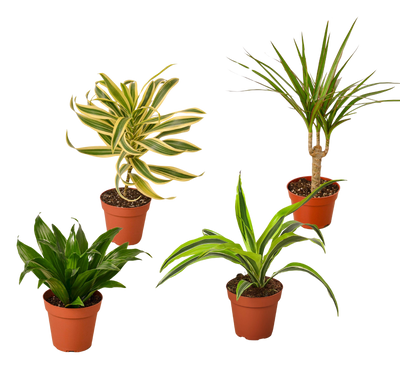 4 Different Dracaenas Variety Pack - Live House Plant - 4" Pot