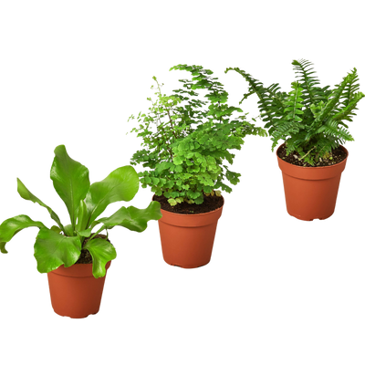 3 Fern Variety Pack - Live Plants - 4" Pot - House Plant