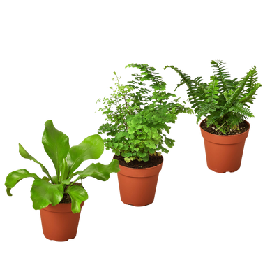 3 Fern Variety Pack - Live Plants - 4" Pot - House Plant