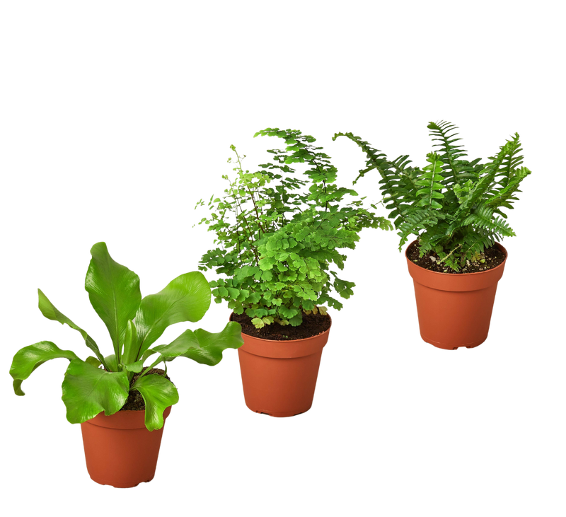 3 Fern Variety Pack - Live Plants - 4" Pot - House Plant