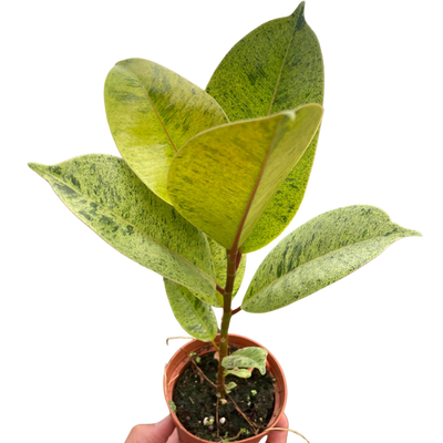 Ficus 'shivereana' (Moonshine)