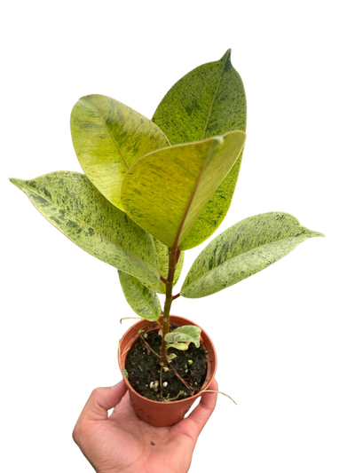 Ficus 'shivereana' (Moonshine)