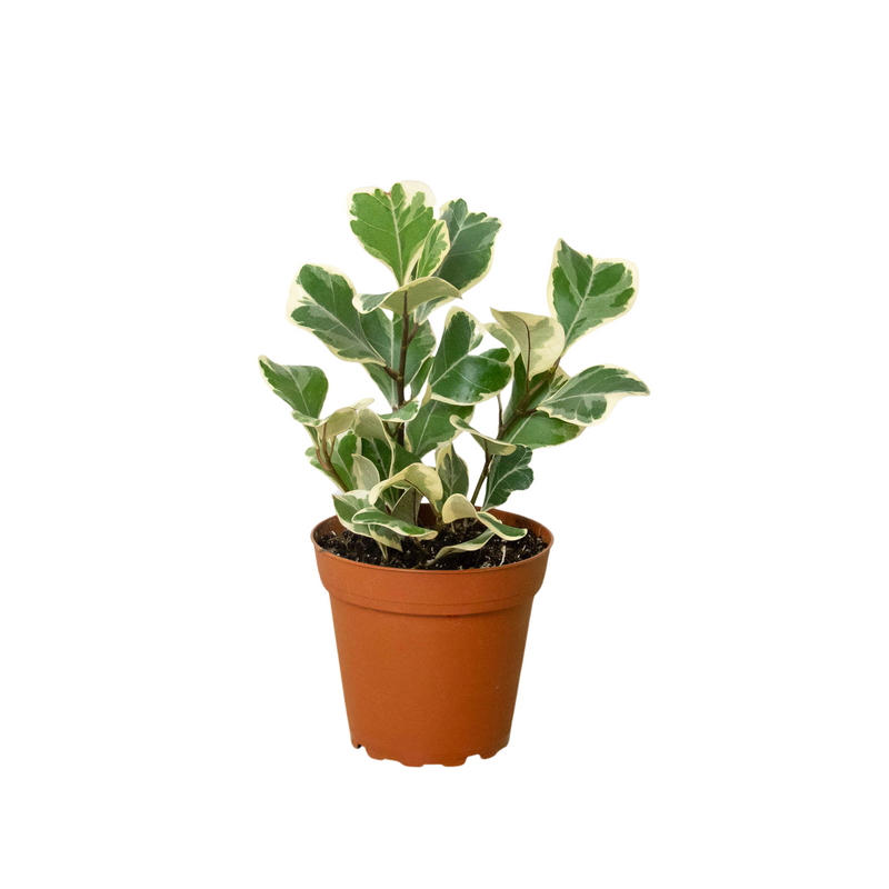 Ficus Elastica &