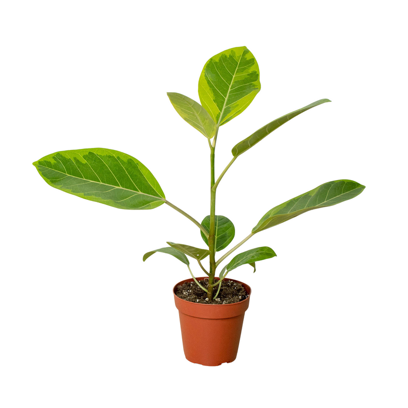 Ficus Altissima &