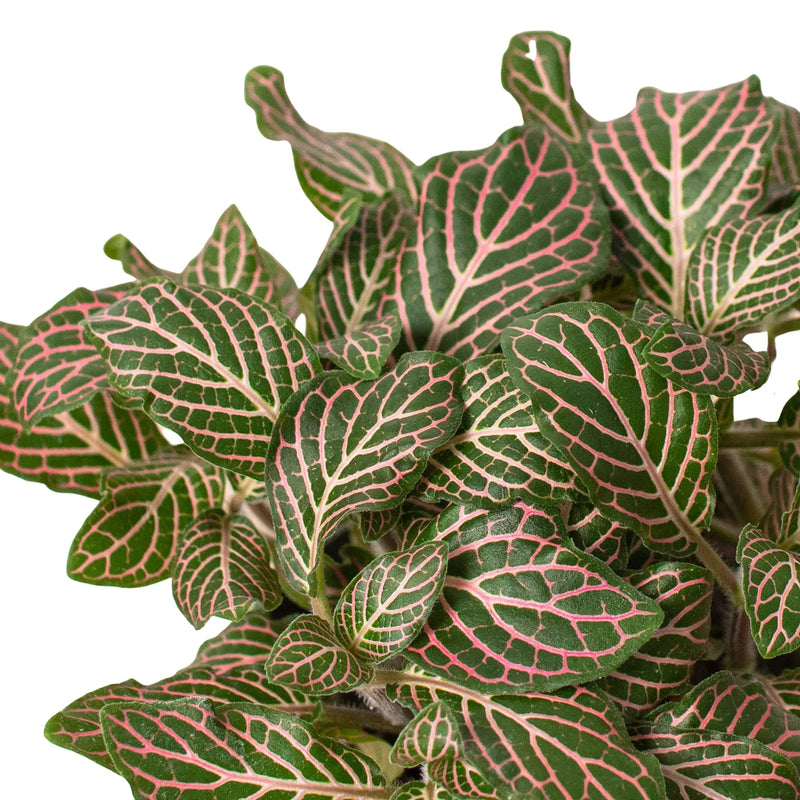 Fittonia &