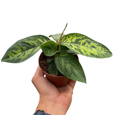 Homalomena 'Camouflage'