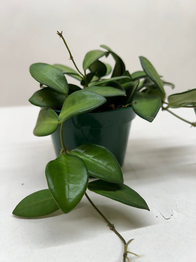 Hoya 'Burtoniae'