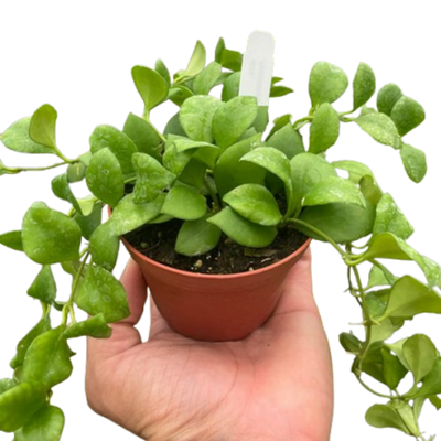 Hoya Heuschkeliana