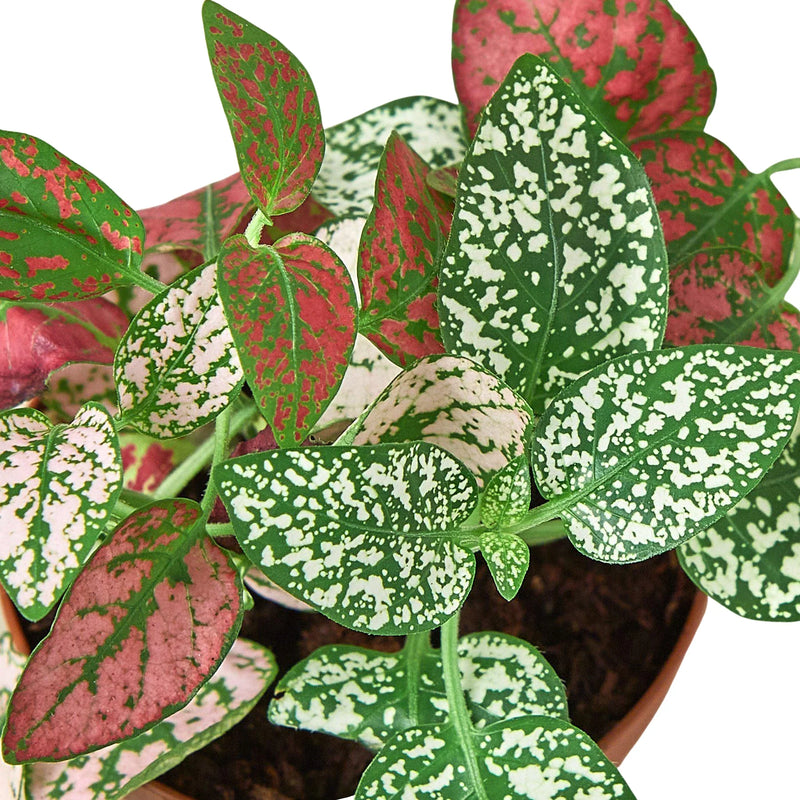 Hypoestes &