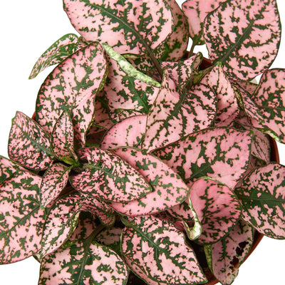 Hypoestes 'Polka Dot'