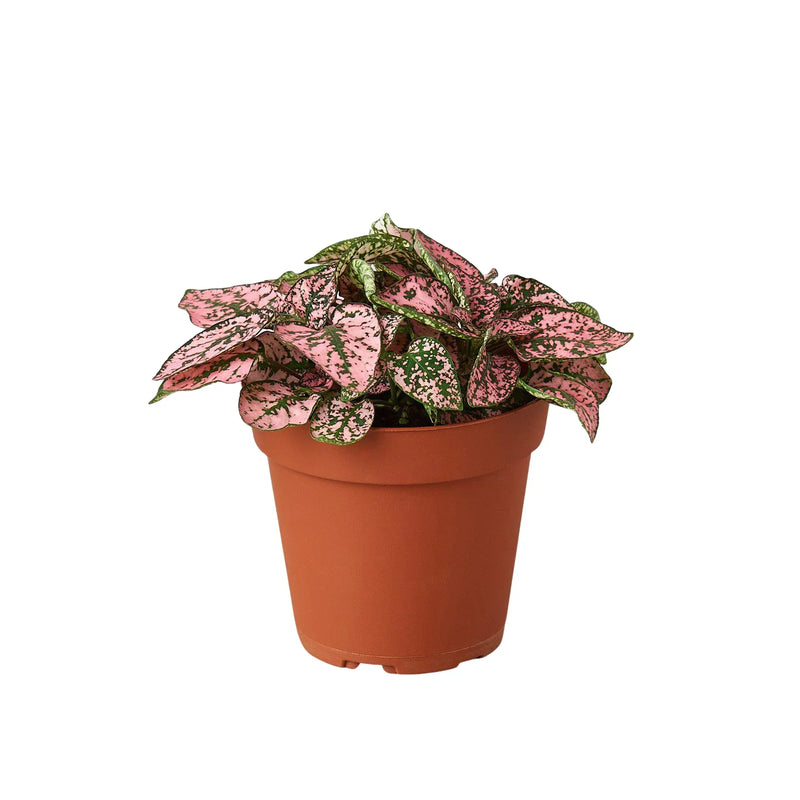 Hypoestes &