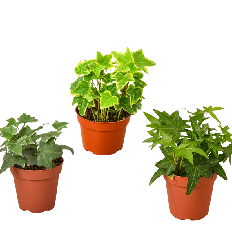 3 Different English Ivy Plants - 4" Pot - Live House Plant