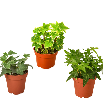 3 Different English Ivy Plants - 4" Pot - Live House Plant