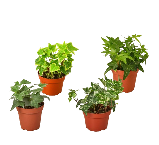 4 Different English Ivy Plants - 4" Pots - Live House Plant