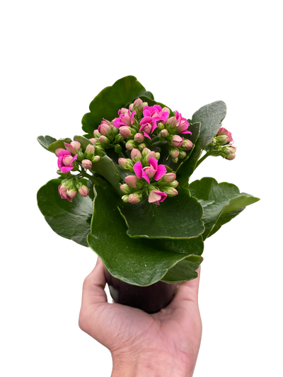 Kalanchoe