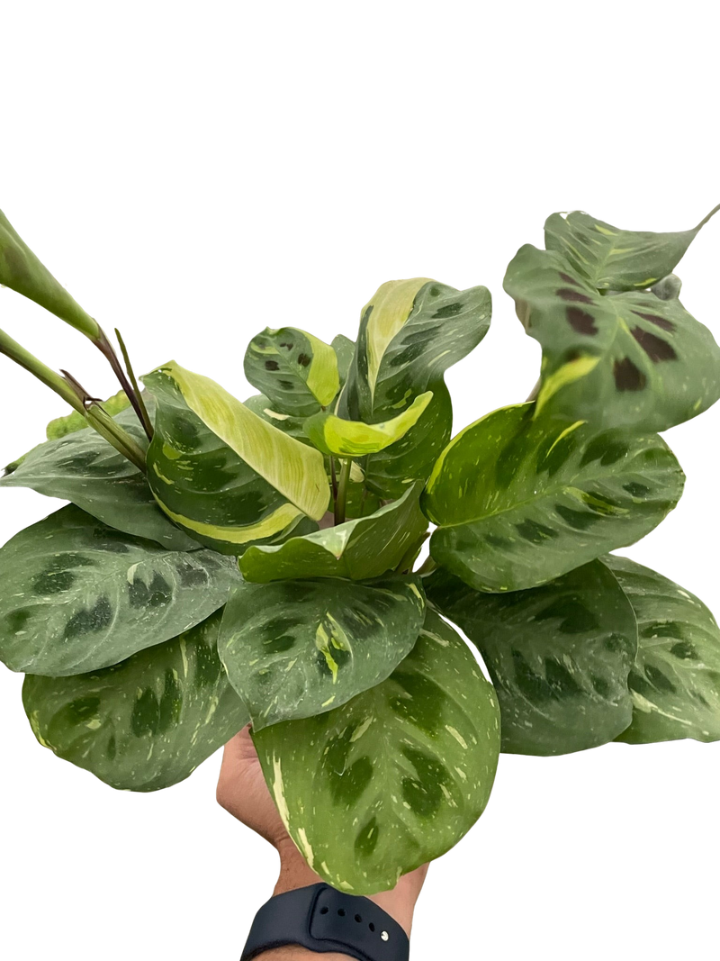 Maranta Variegated &