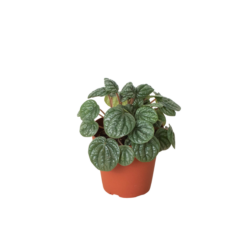 Peperomia &