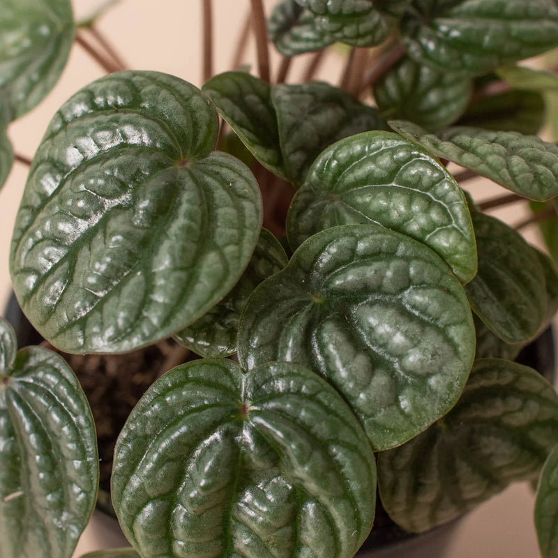 Peperomia &