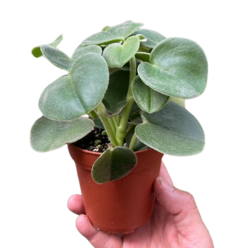 Peperomia &