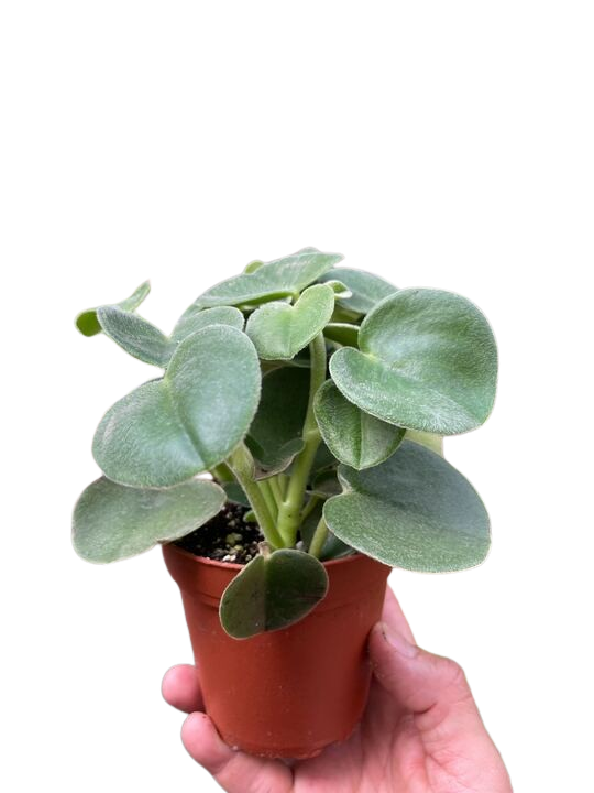 Peperomia &