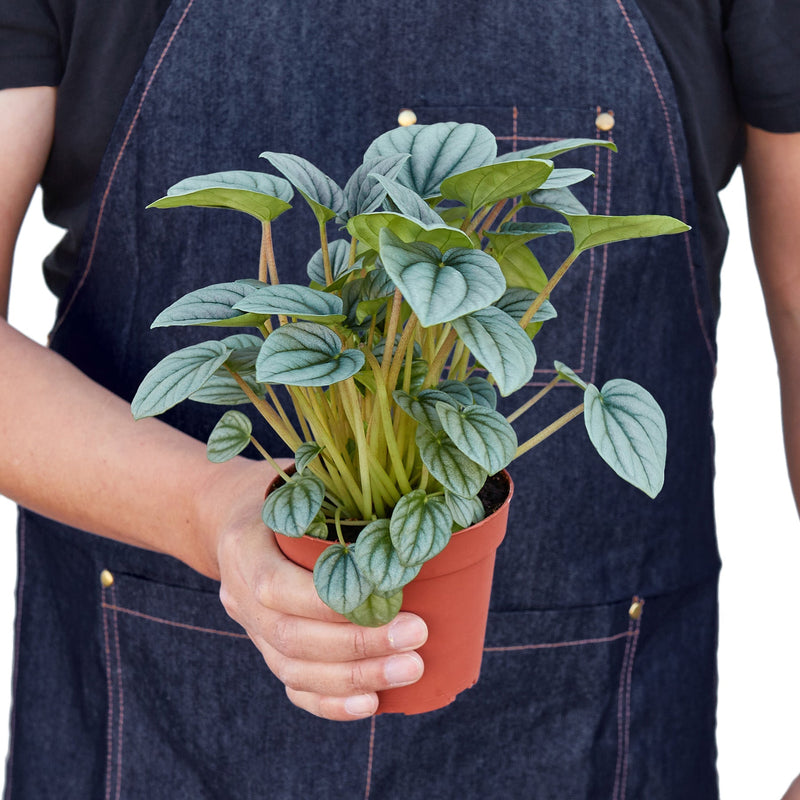 Peperomia &