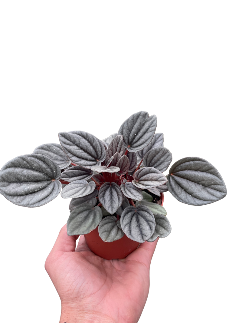 Peperomia &