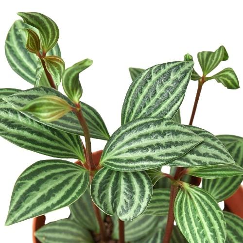 Peperomia &